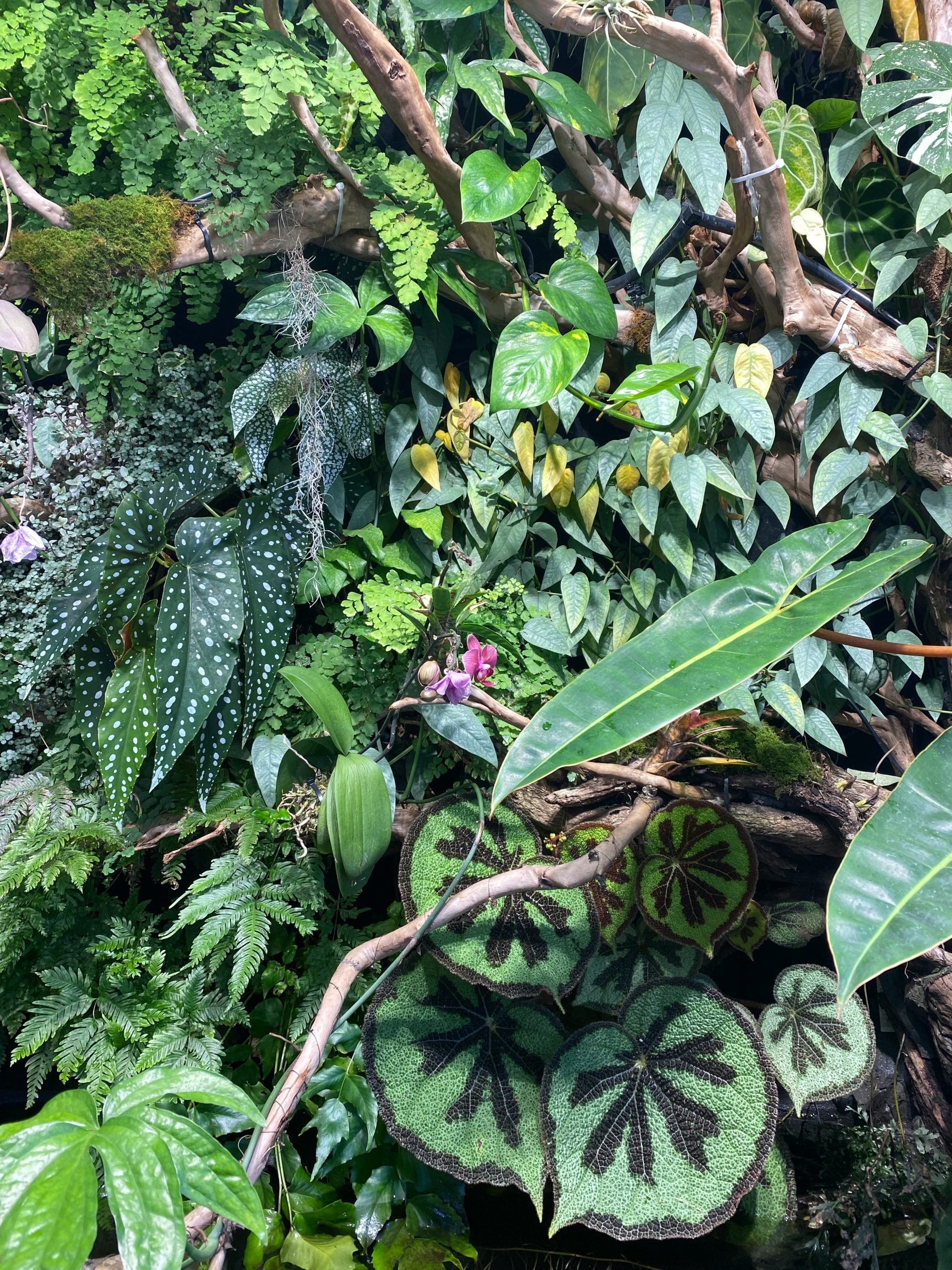 beplanting moduplanters tropische planten